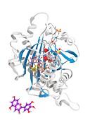 Anthocyanidin synthase plant enzyme, molecular model