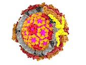 West Nile virus particle, molecular model