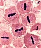 Meiosis, LM