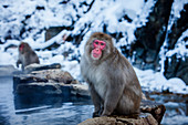 Japanese macaques at hot spring