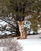 Coyote in snow, Canyonlands National Park, Utah, USA