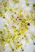 Organic alfalfa sprouts