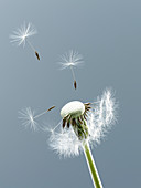 Close up of seeds blowing from dandelion