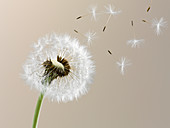 Seeds blowing from dandelion