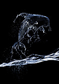 Water splash forming dolphin
