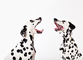 Dogs howling at each other