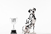 Dog sitting by trophy