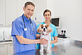 Veterinarians examining dog