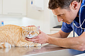 Veterinarian examining cat