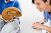 Veterinarian examining guinea pig