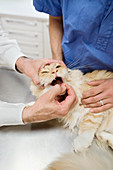 Veterinarian and owner examining cat