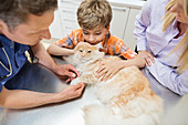 Veterinarian and owners examining cat