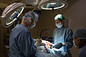 Surgeons in veterinary operating theater