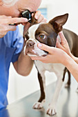 Veterinarian examining dog