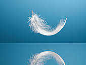 Feather floating over reflective surface