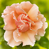 Close up of felicia rose
