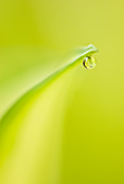 Close up of water droplet on leaf