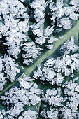 Frost crystals on dinosaur kale leaf