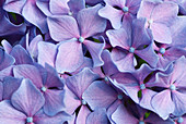 Close up of purple hydrangea flowers