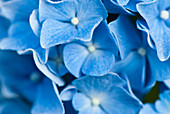 Close up of frosty hydrangea flowers