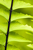 Close up of maidenhair fern stalk