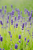 Close up of lavender flowers in field