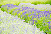 Lavender flowers growing in field