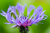 Close up of bachelor button flower