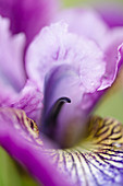 Close up of iris flower