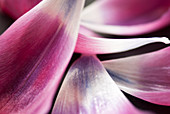 Close up of tulip petals