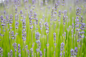 Close up of lavender growing in field