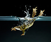 Frog swimming underwater