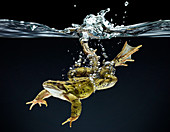 Frog swimming underwater