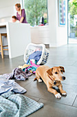 Dog sitting by spilled laundry basket