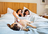 Dog relaxing with couple in bed