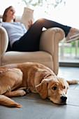 Dog sitting with woman in living room