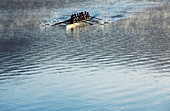 Rowing team rowing scull on lake