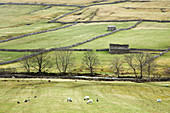 Sheep grazing in rural fields