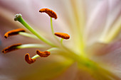 Close up of lily pistil and stamen