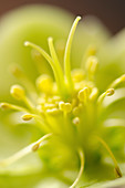 Close up of green hellebore