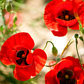 Close up of red poppy flowers
