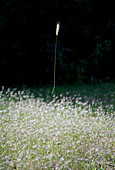 Towering stalk in field of flowers