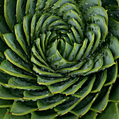 Close up of spiral leaf pattern