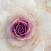 Extreme White and purple cabbage plant