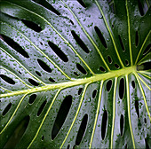 Water droplets on Swiss cheese plant leaf
