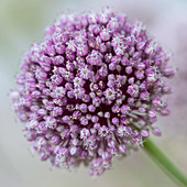 Close up of purple allium flower