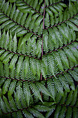 Close up of fern leaf patterns