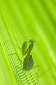 Close up of praying mantis on leaf