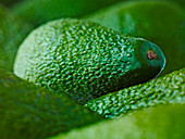 Close up of whole Pinkerton avocados