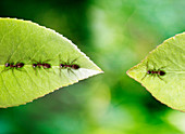 Ant stranded on leaf
